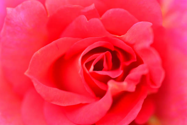 istock Rose Flower: Extreme Close-up photo 1226429303