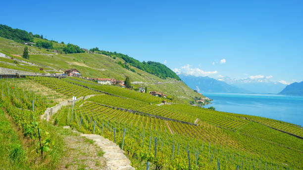 istock Viewpoint from the vineyards in Lavaux, Switzerland, 20 May 2020. 1226430089