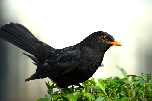 Image of a male blackbird perched in a green hedge.