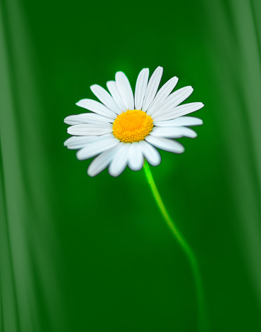 Single ‘Giant’ Daisy known as Shasta Daisies isolated against a vibrant spring green background.