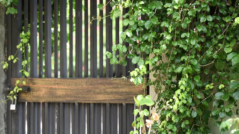 Iron door with green ivy around