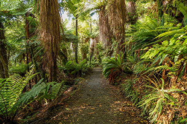 The path to Cathedral Cove and Waipati Beach, South Otago, South Island,New Zealand South Otago, South Island,New Zealand. subtropical stock pictures, royalty-free photos & images