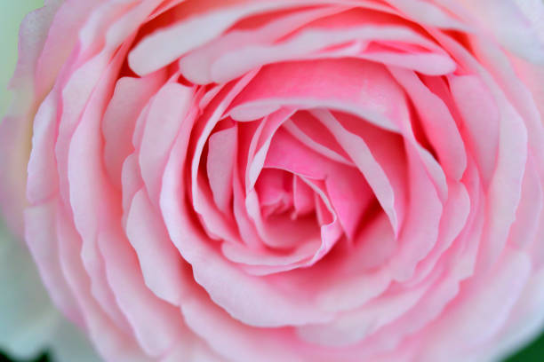 istock Rose Flower: Extreme Close-up photo 1226430897