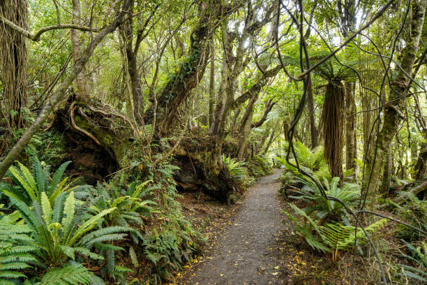 il percorso per cathedral cove e waipati beach, south otago, south island, nuova zelanda - the catlins foto e immagini stock