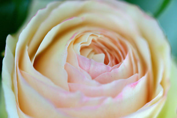 White pink rose flower isolated on white background. Botanical photography for creative design
