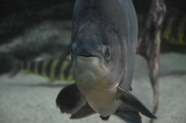 istock Tropical fish in aquarium, Berlin 1226431996