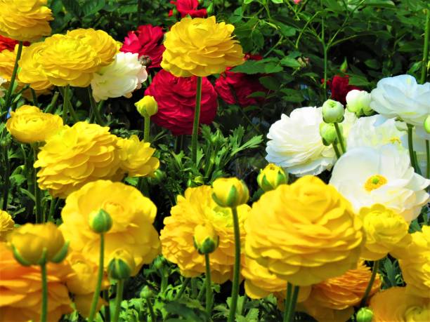 istock Beautiful Ranunculus asiaticus flowers in the park. 1226432421