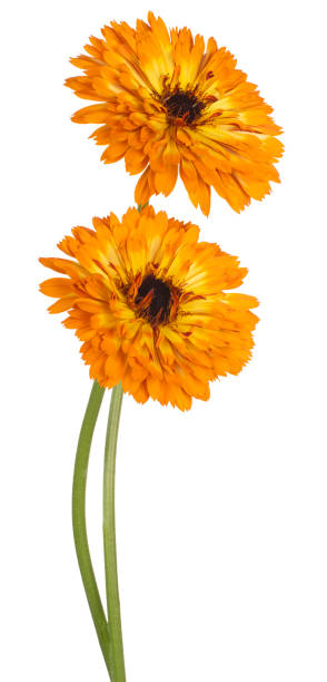 flower isolated Studio Shot of Orange Colored Calendula Flowers Isolated on White Background. Large Depth of Field (DOF). Macro. Close-up. deep focus stock pictures, royalty-free photos & images