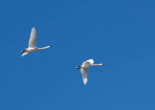 istock Two white swans are flying in the sky. Bird protection. 1226433624