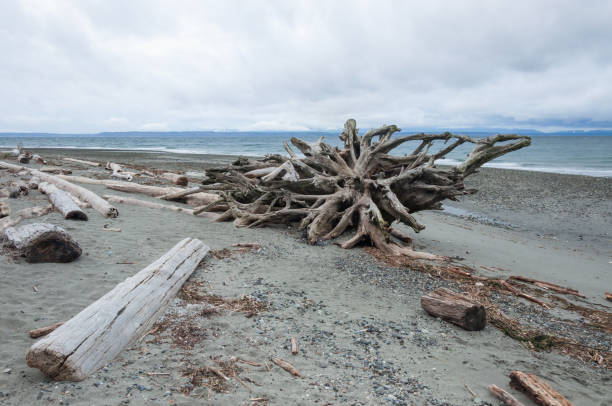 istock Wood in morning Picnic Point area 1226433840