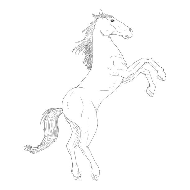 Como Desenhar Esboço Natureza Cavalo Permanente Criação Passo Passo Desenho  imagem vetorial de Nataljacernecka© 325188972