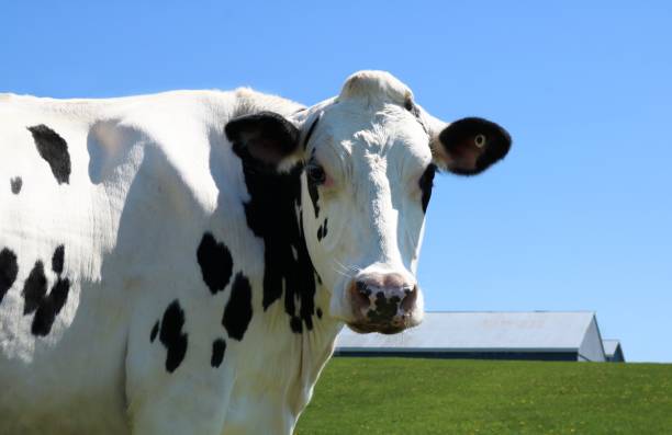 istock Mostly white Holstein cow face staring at camera on a sunny day 1226434299