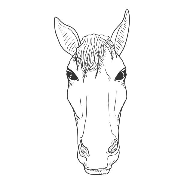 27 Mating Of Horses Drawing Illustrations & Clip Art - iStock