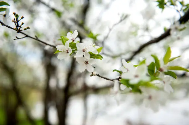 Cherry blossom background. Beautiful spring cherry tree,branch blossoms against blurred  background.  spring season scene. soft selective focus,close-up