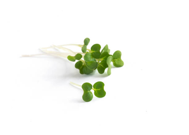 mustard and cress cut freash organic mustard and cress leaves isolated on a white background cress stock pictures, royalty-free photos & images