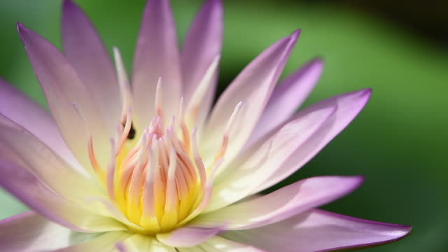 Beautiful Lotus or waterlily on pond outdoor