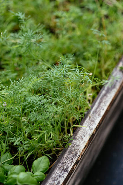 Growing Dill in Plant Crate