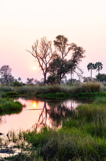 istock Boat trip in a traditional Makoro at the Okavango Delta, Botswana 1226439501