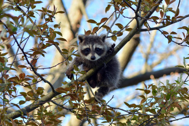 istock Raccoon baby 1226440264