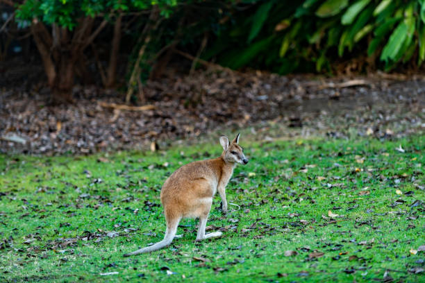 istock Wallaby on lawn of  Hamilton Island, Australia 1226440332