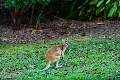 A closeup of a kangaroo on green grass