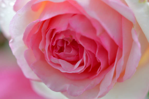 istock Rose Flower: Extreme Close-up photo 1226440683