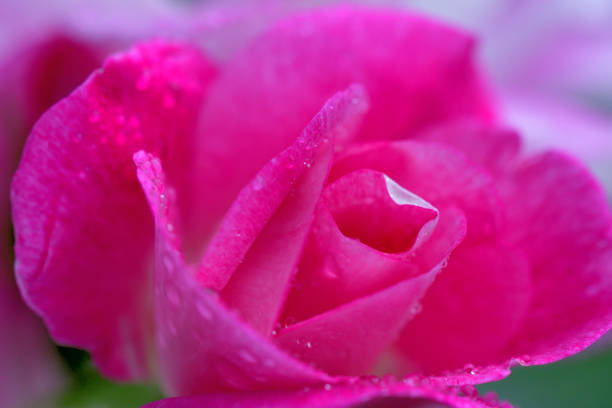 istock Rose Flower: Extreme Close-up photo 1226440767