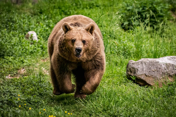 laufender braunbär - braunbär stock-fotos und bilder