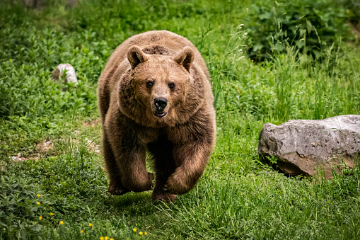 Brown bear, in Latin called Ursus arctos, walking on a muddy pathway in bear park in Bern, Switzerland. The animal has wet fur and the water is dripping from it. It is high angle view.