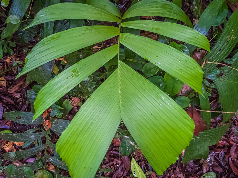 large green leaf lying on the edge of a footpath in a park in the African city of Libreville capital of Gabon