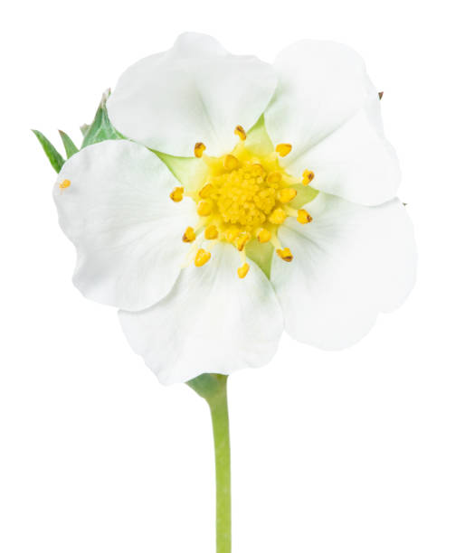 istock strawberry flower isolated on white background 1226444845