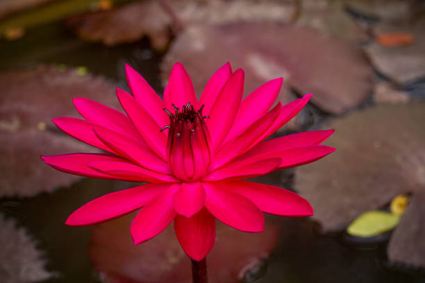 istock Lotus blossom blooming in pond 1226445007