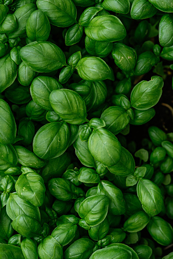 Pesto sauce in a glass jar on the table. Basil