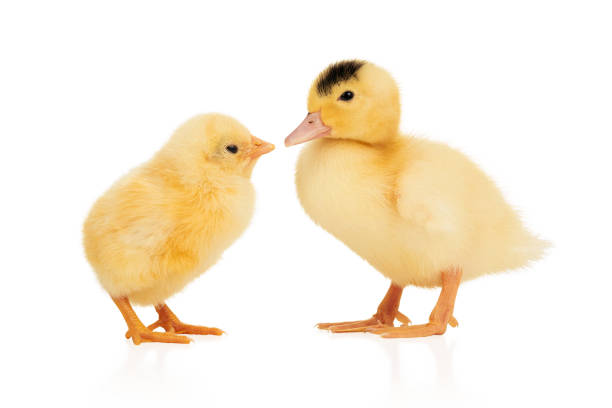 Little yellow ducklings and chicken stand beak to beak isolated on white background