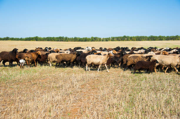 istock Flock of sheep on the meadow 1226447025