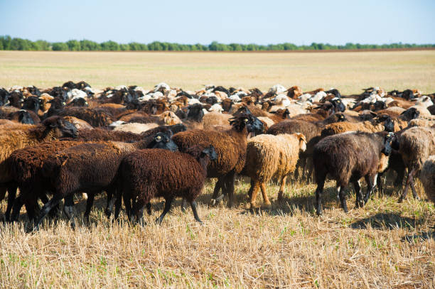 istock Flock of sheep on the meadow 1226447039