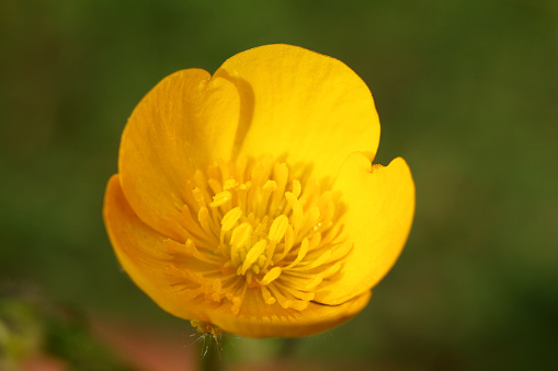 Buttercup flower in close up with copy space
