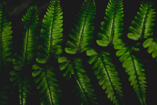 istock Green tropical fern texture 1226447624