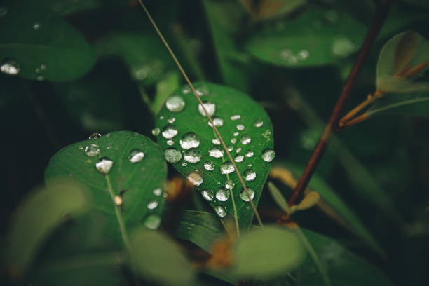 istock Freshness of Morning dew drops 1226448201