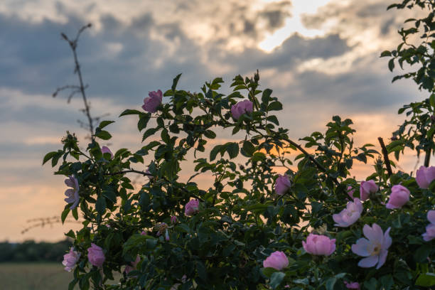 istock A wild rose in the light of the setting sun. 1226448658
