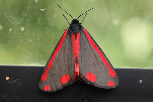 Cinnabar moth resting in a greenhouse