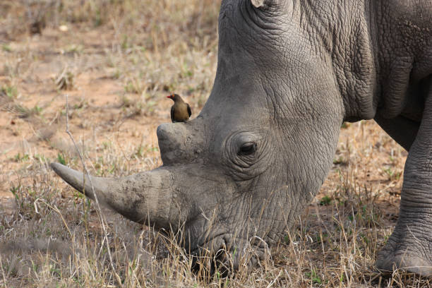 istock A rhino with an oxpecker 1226450262