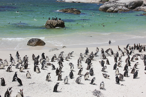 Many African penguins in Cape Town, South Africa