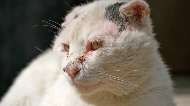 istock Scratched cat with a mosquito on its nose 1226451173