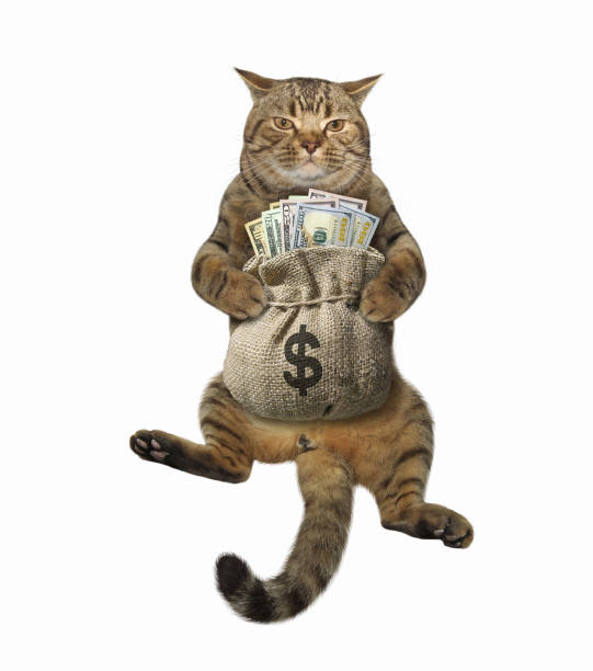istock Cat holds sack with usa dollars 1226451291