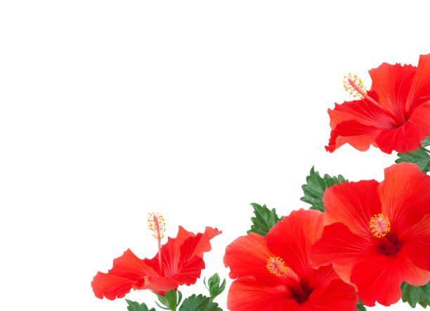 istock Red Hibiscus Flowers Border 1226451733