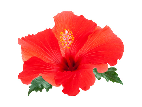 Red hibiscus flower with leaves isolated on white