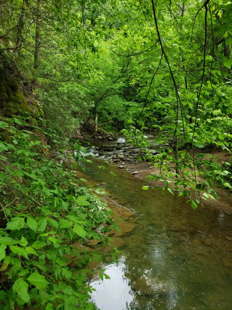 ruscello verde - natural bridge state park foto e immagini stock