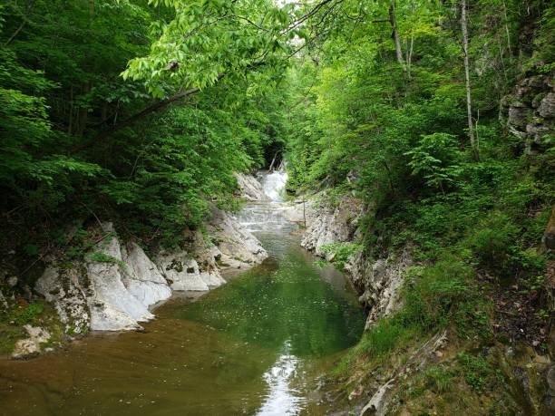 istock Watery ravine with lush trees 1226453134