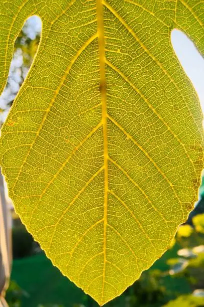 Photo of Fig tree leaf